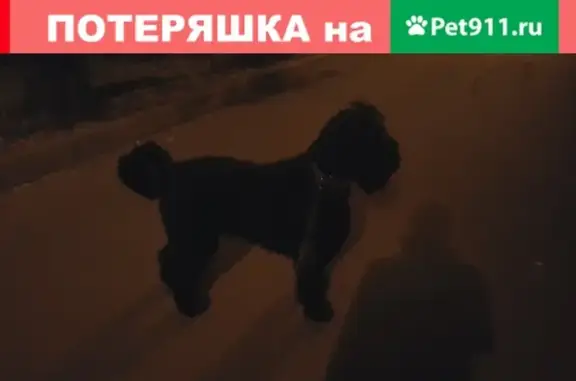 Пропала собака Черный терьер в Ириновке, Всеволожский район, Ленобласть