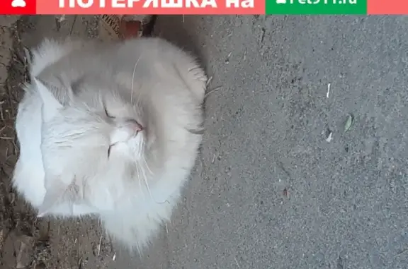 Пропала кошка на улице Свободы, 45