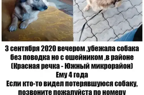 Пропала собака бублик в Хабаровске