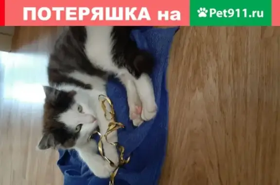 Найдена кошка за 25 домом Красногвардейского бульвара