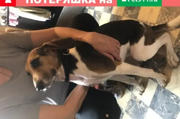 Собака найдена в Голиково, Московская обл.