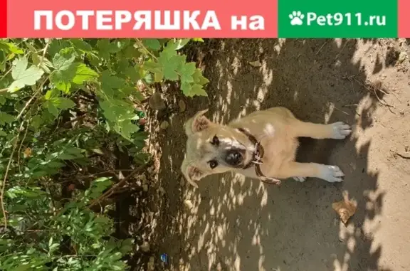 Найден щенок на улице Ангарская в Волгограде