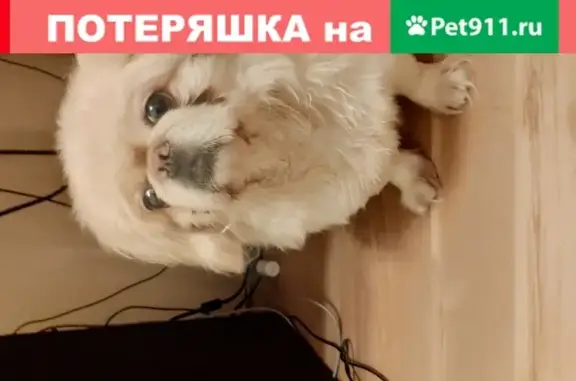 Найдена собака в парке 850-летия Москвы