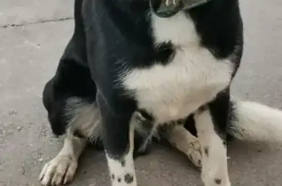 Найдена собака у метро Прокшино