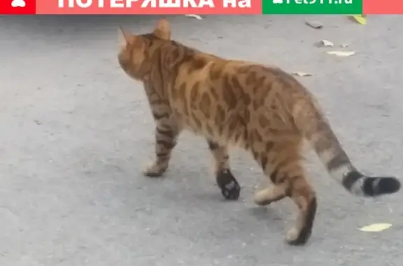 Найдена бенгальская кошка на улице Партизанская 147
