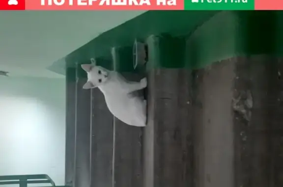 Найдена кошка на улице Горячева, ищу хозяев или новый дом