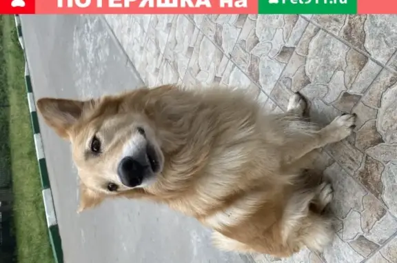 Найден рыжий пес в Жуковском, просьба помочь!