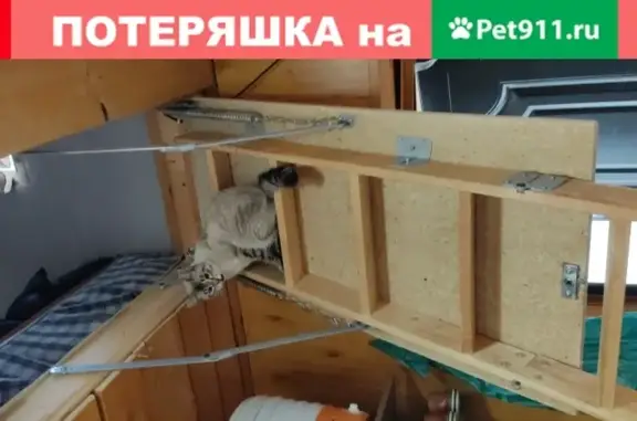 Кошки потеряшки, Смоленск, фото: Потеряшка кошка Люся в Смоленске, д. 9.