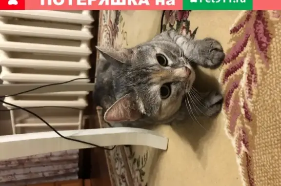 Кошка найдена на ул. Котовского 1 в Тюмени