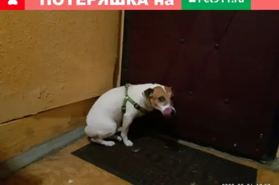 Найдена собака с зеленым ошейником в Лесном поселке