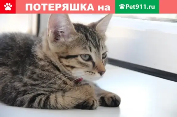 Пропала кошка Барсик, выпал с балкона 5 этажа, Йошкар-Ола, ул. Дружбы 91.