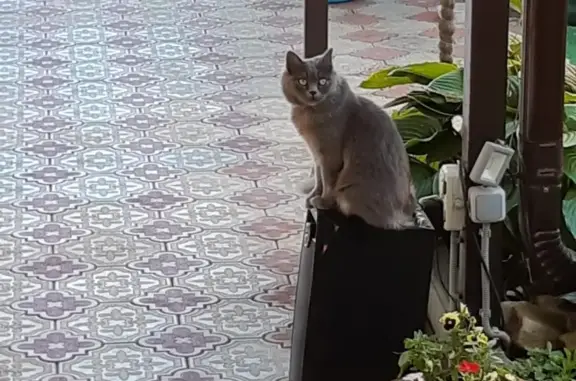 Пропала кошка в районе Павлова и Пушкина, Ейск