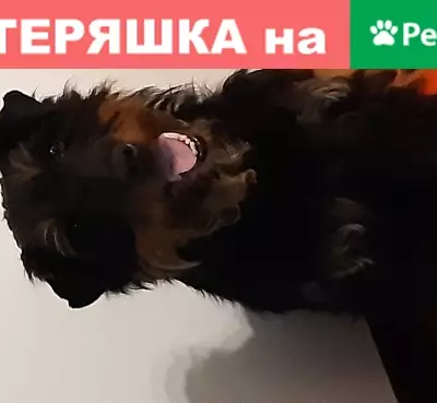 Собака Немецкого ягдтерьера найдена в Москве