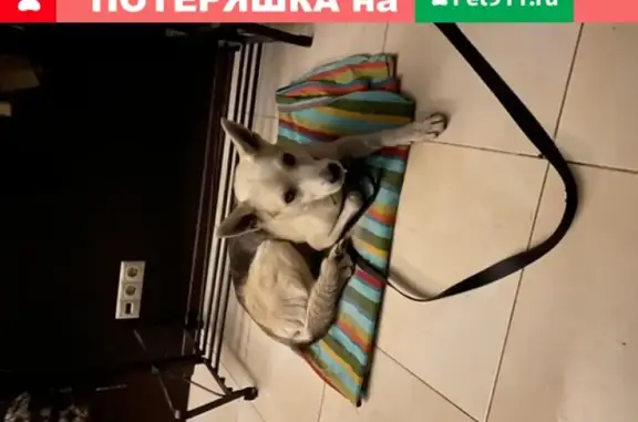 Собака найдена возле Донского монастыря на Ленинском проспекте, ищет передержку.