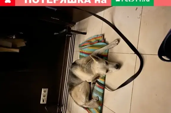 Найдена молодая собака с адресом в Москве