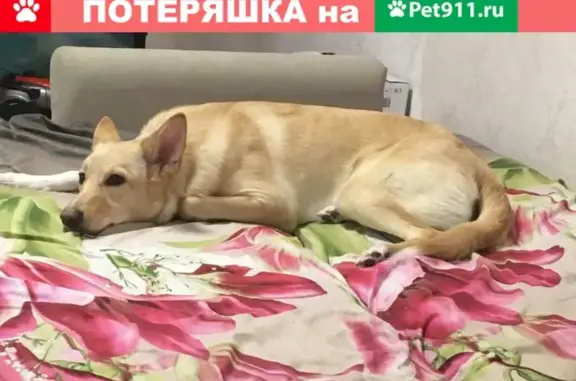 Пропала собака Марли на улице Фурманова, Хабаровск