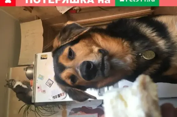 Пропала собака Шуша в жк Микрогород в лесу, Отрадное, Московская область