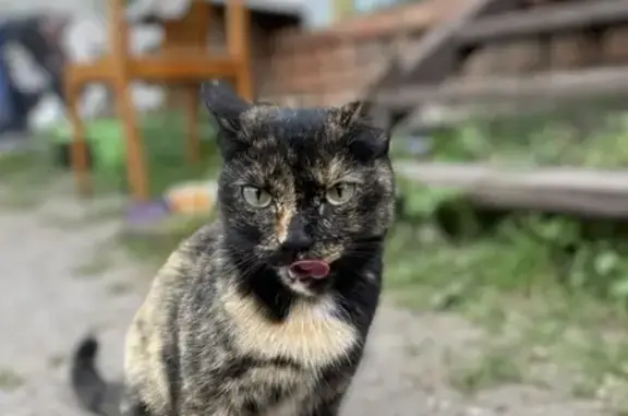 Найдена молодая кошка в районе СНТ Заречное/Иртышские Зори, Омск