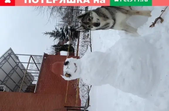 Пропала собака Лайка в Сорокиных хуторах