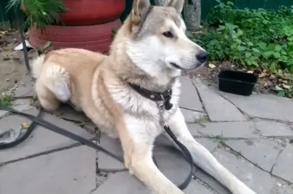 Найден домашний пёс породы лайка в Люберцах.