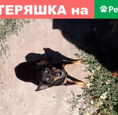 Собака пинчер найдена в Самаре