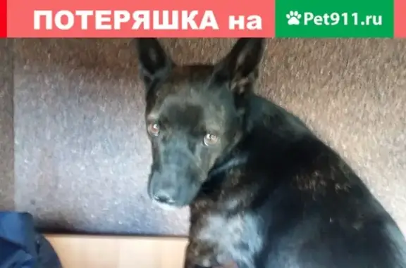 Найдена собака с щенками на ул. Салмышской, 64