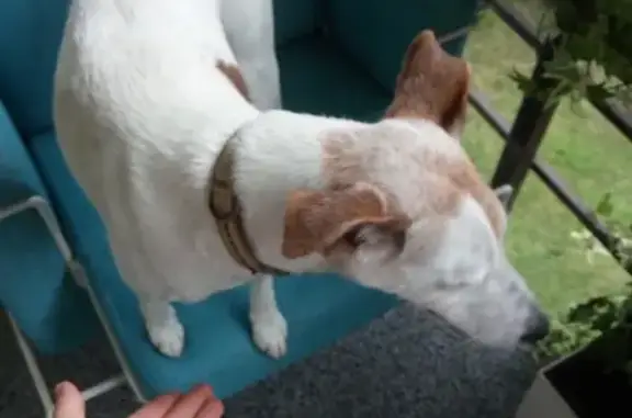 Собака найдена в Приморском парке, Ялта