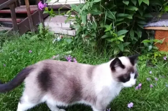 Ласковая беременная кошка породы Сноу-Шу найдена в Орлино