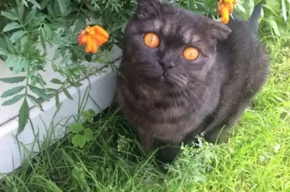 Собаки потеряшки, Ульяновск, фото: Потеряшка собака Кот Тарас, Ульяновск, Красноармейская ул. 110