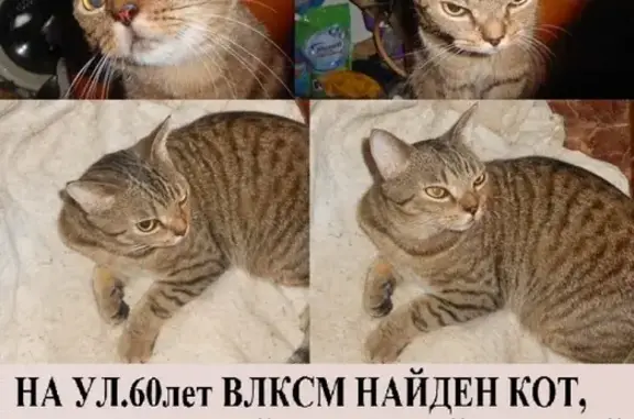 Пропала кошка Кот, адрес: ул. 60 лет ВЛКСМ, 16.