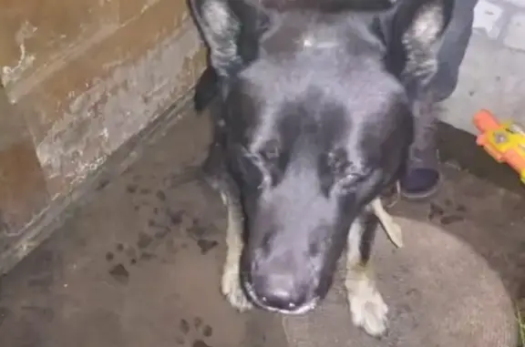 Найдена собака в Заволжском районе Твери