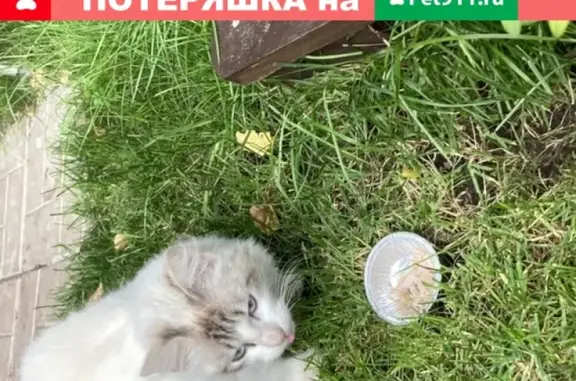 Найдена белая кошка в Санкт-Петербурге