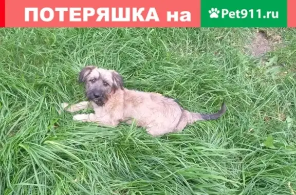 Найден пес на улице Пушкинской в Курске