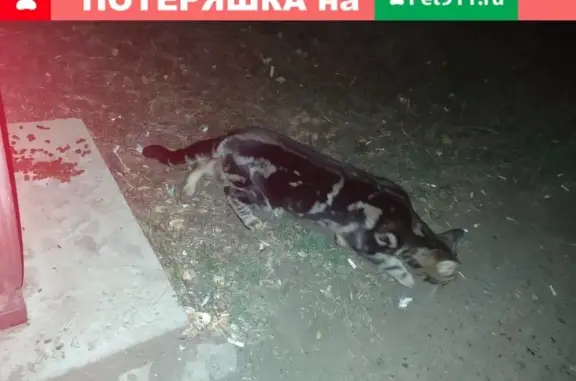 Найден бенгальский кот на пр. Гагарина