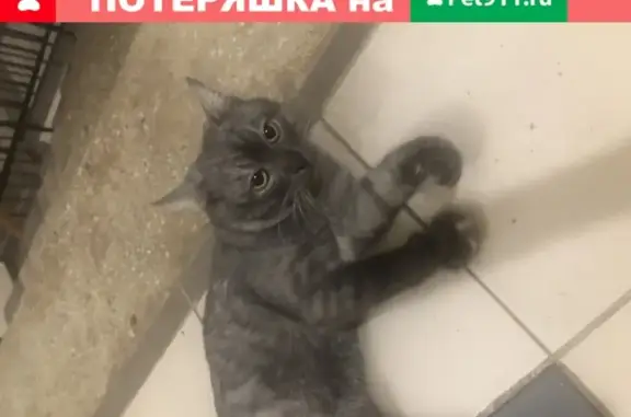 Ласковая кошка на улице Герасима Курина, 4к1