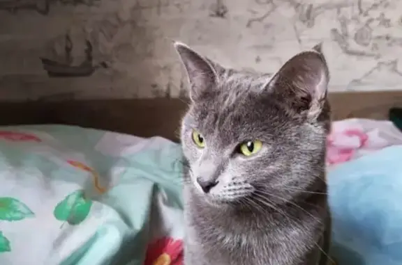Пропал серый кот Том в Одинцово