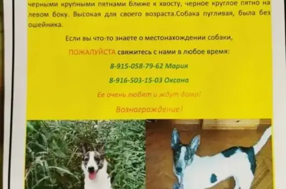 Пропала собака в Марьино-3, Московская область