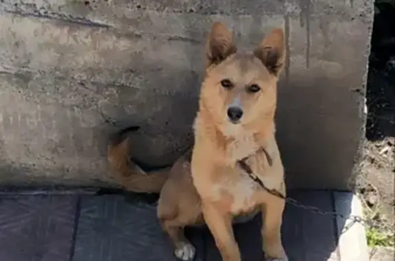 Пропала собака «Лис» на ул. Улагашева, Горно-Алтайск