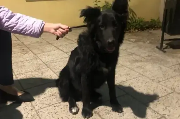 Найден щенок в Коломенском Кремле, черный и пушистый.