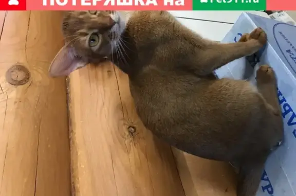 Пропала Абессинская кошка МАРЫСЯ в Москве