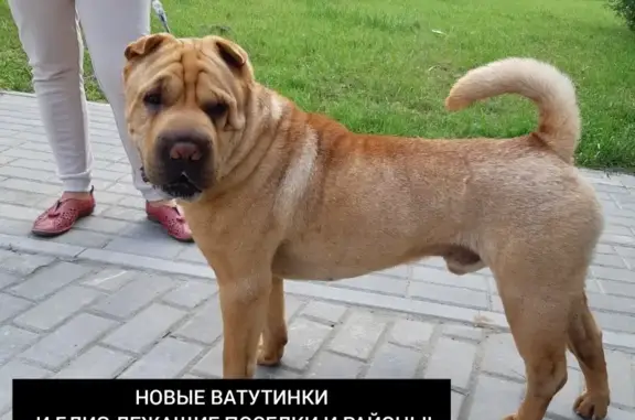Пропала собака Шериф в Новых Ватутинках, Москва