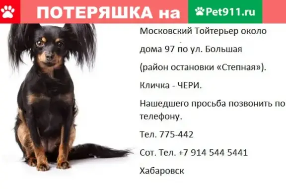 Пропала собака Той терьер Чери в Хабаровске