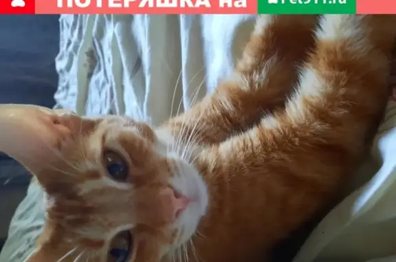 Найден домашний кот в РП Новоивановское, ул. Мичурина, 7