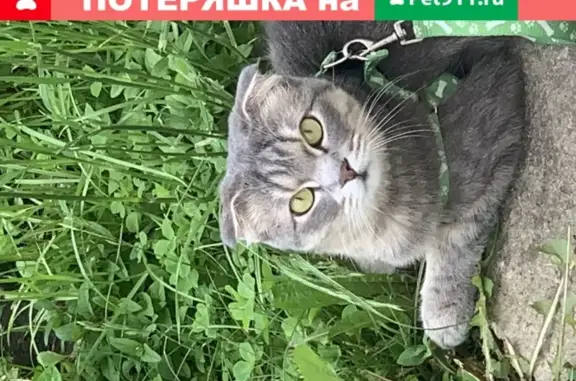 Пропала вислоухая кошка в Одинцово
