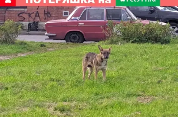 Найдена собака в Муринском парке, СПб