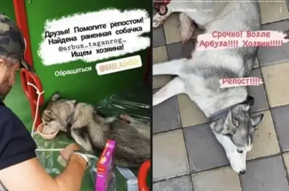 Собака Хаски найдена возле ТЦ Арбуз в Таганроге