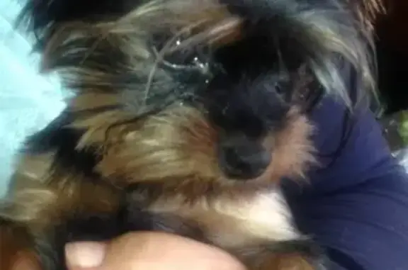 Найдена собака Йорк с клеймом в Наро-Фоминском СНТ