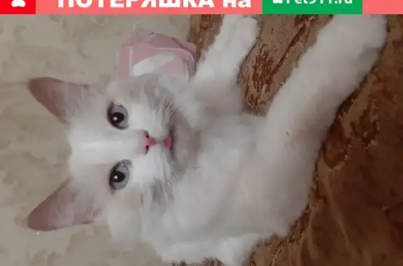 Пропала кошка в Зименках, Богородский р-н, Нижегородская обл.
