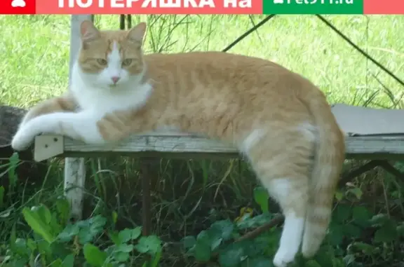 Пропала кошка Рыжик на улице Садовой, Семилуки, Воронежская область