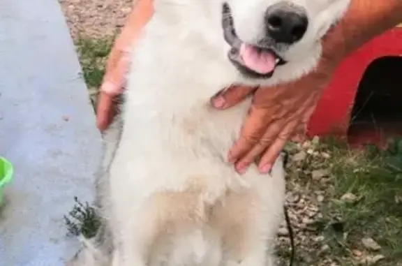 Найдена собака в СНТ Ракета, Оренбургская область